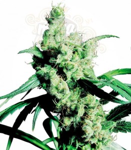 SENSI SEEDS - Silver Haze