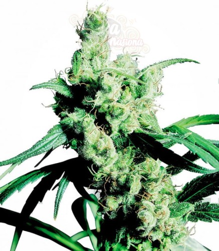 SENSI SEEDS - Silver Haze