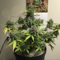 FASTBUDS - Gorilla Glue Auto