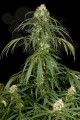DINAFEM - Super Silver 3szt