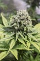 DINAFEM - Moby Dick CBD
