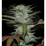 RESERVA PRIVADA - Sour Kush