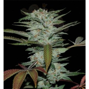 RESERVA PRIVADA - Sour Kush