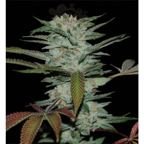RESERVA PRIVADA - Sour Kush