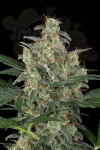 Cheese Auto