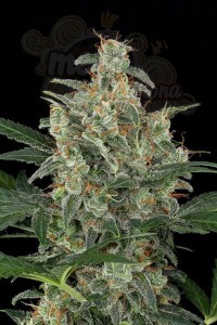 Cheese Auto