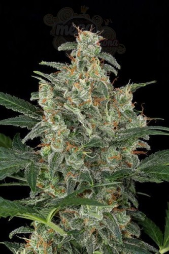 Cheese Auto