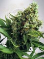 DUTCH PASSION - Auto White Widow