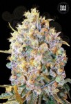 BULK SEED BANK - Bigger Bud