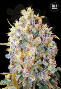 BULK SEED BANK - Bigger Bud