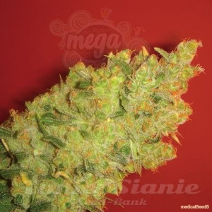 MEDICAL SEEDS - Jack la Mota
