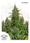 DUTCH PASSION - Auto Mazar®