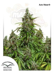DUTCH PASSION - Auto Mazar®