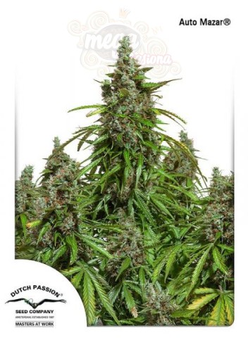 DUTCH PASSION - Auto Mazar®