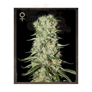 STRAIN HUNTERS  - Damnesia