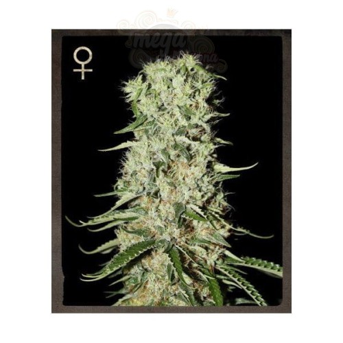 STRAIN HUNTERS  - Damnesia