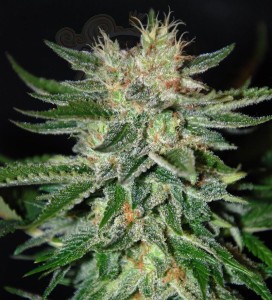 DELICOUS SEEDS - Sugar Black Rose
