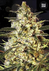 BULK SEED BANK - Auto Caramel King