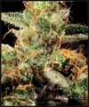 GREEN HOUSE SEEDS - King's Kush