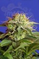SWEET SEEDS - Green Poison F1 Fast Version