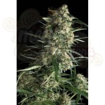 PYRAMID SEEDS - Auto Galaxy