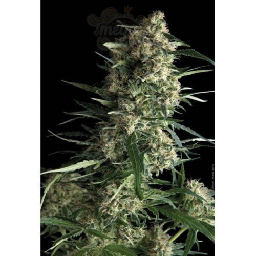 PYRAMID SEEDS - Auto Galaxy