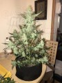 FASTBUDS - Green Crack Auto