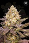 BULK SEED BANK - Lavender Best