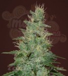 SAMSARA - El Alquimista Auto