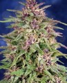 Frisian Dew