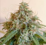 Gorilla Glue Auto