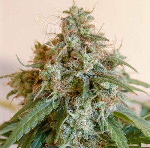 Gorilla Glue Auto