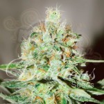 DELICIOUS SEEDS - Jägg Kush