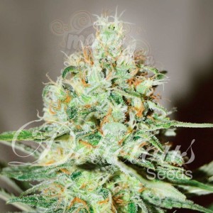 DELICIOUS SEEDS - Jägg Kush