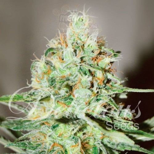 DELICIOUS SEEDS - Jägg Kush
