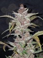 FASTBUDS - Blackberry Auto