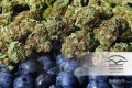 DUTCH PASSION - Blueberry®