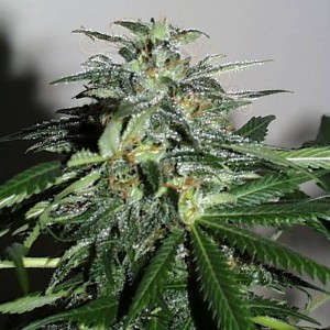KC BRAINS - Cyber Cristal