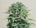 KALASHNIKOV SEEDS - Siberian Haze Auto