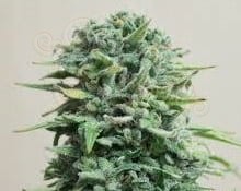 KALASHNIKOV SEEDS - Siberian Haze Auto