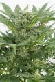 DINAFEM - Dinamex Auto