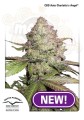 DUTCH PASSION - CBD Auto Charlotte’s Angel®