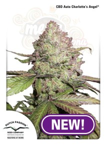 DUTCH PASSION - CBD Auto Charlotte’s Angel®