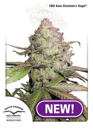 DUTCH PASSION - CBD Auto Charlotte’s Angel®