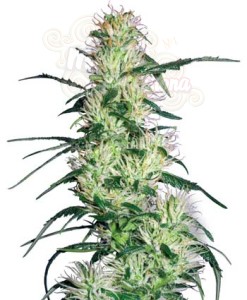 WHITE LABEL - Purple Haze