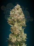 ADVANCED SEEDS - Critical