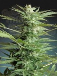 ADVANCED SEEDS - Sweet Dwarf Automatic