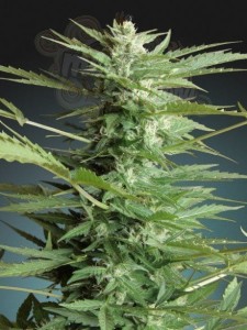 ADVANCED SEEDS - Sweet Dwarf Automatic