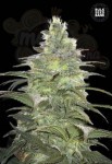 BULK SEED BANK - Blueberry Berry