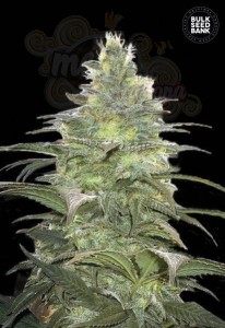 BULK SEED BANK - Blueberry Berry